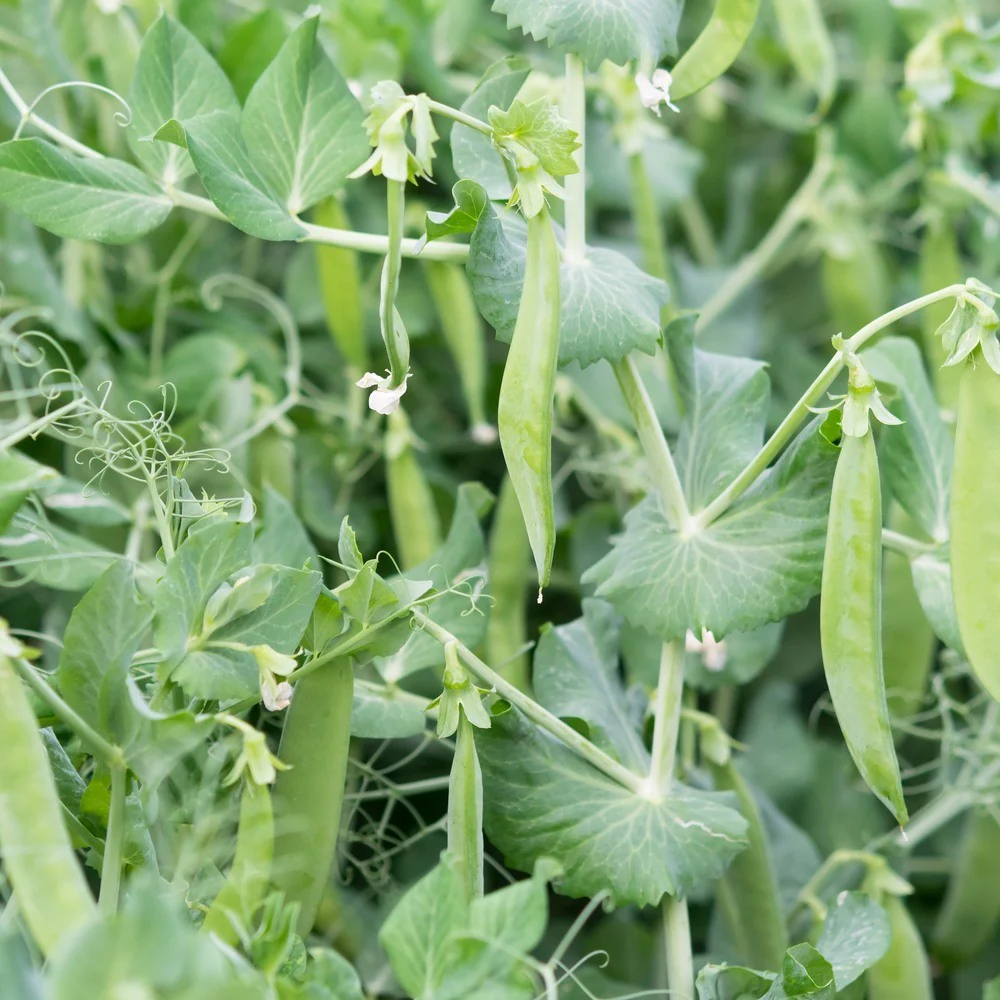 Little Marvel Petite Shelling Pea Seeds - Image 4