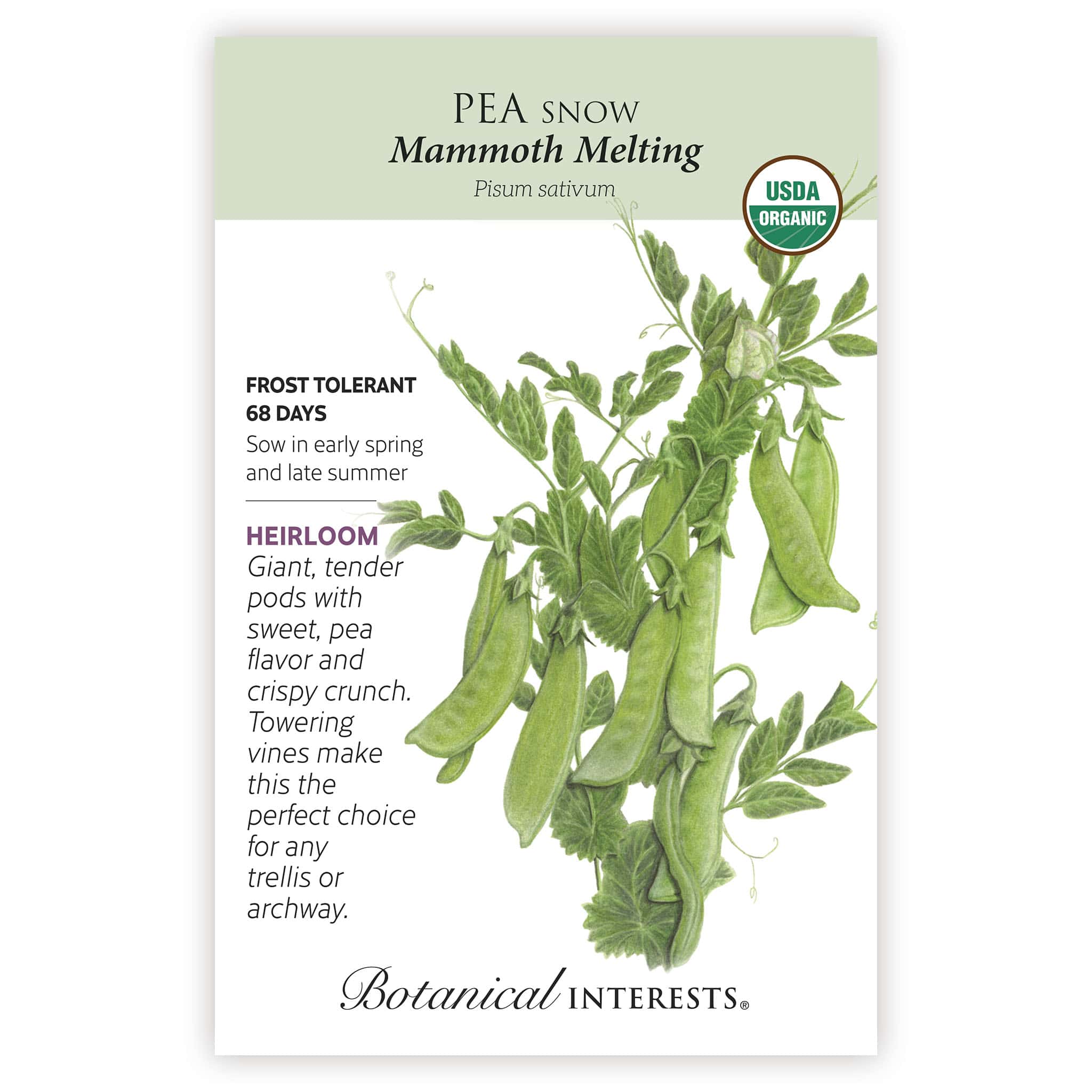 Mammoth Melting Snow Pea Seeds - Image 3