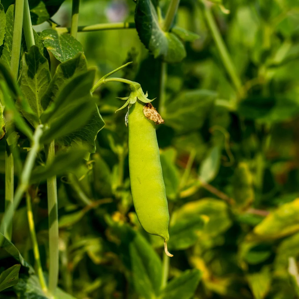 Mammoth Melting Snow Pea Seeds - Image 4