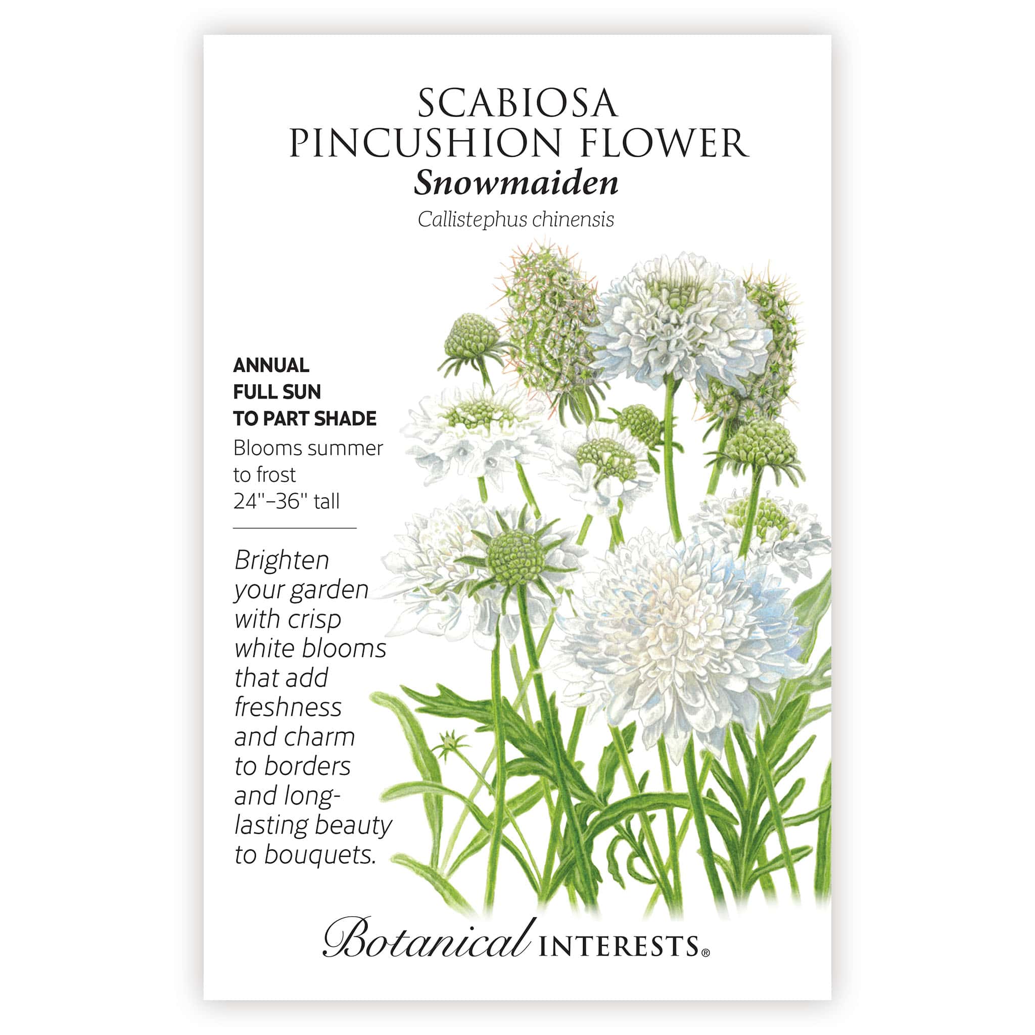 Snowmaiden Scabiosa Seeds - Image 3