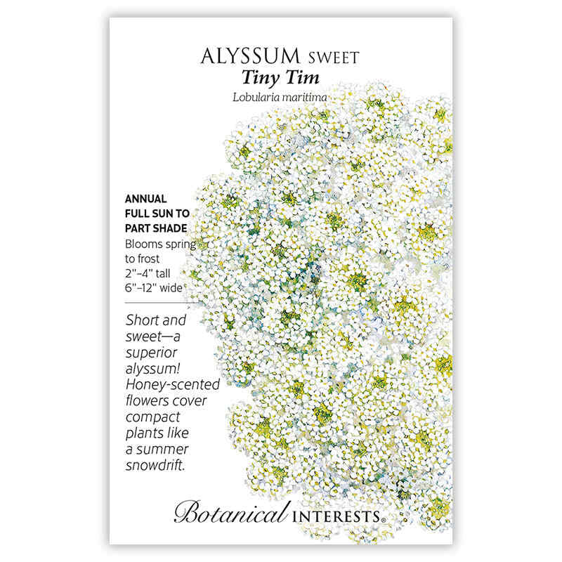 Tiny Tim Sweet Alyssum Seeds - Image 3