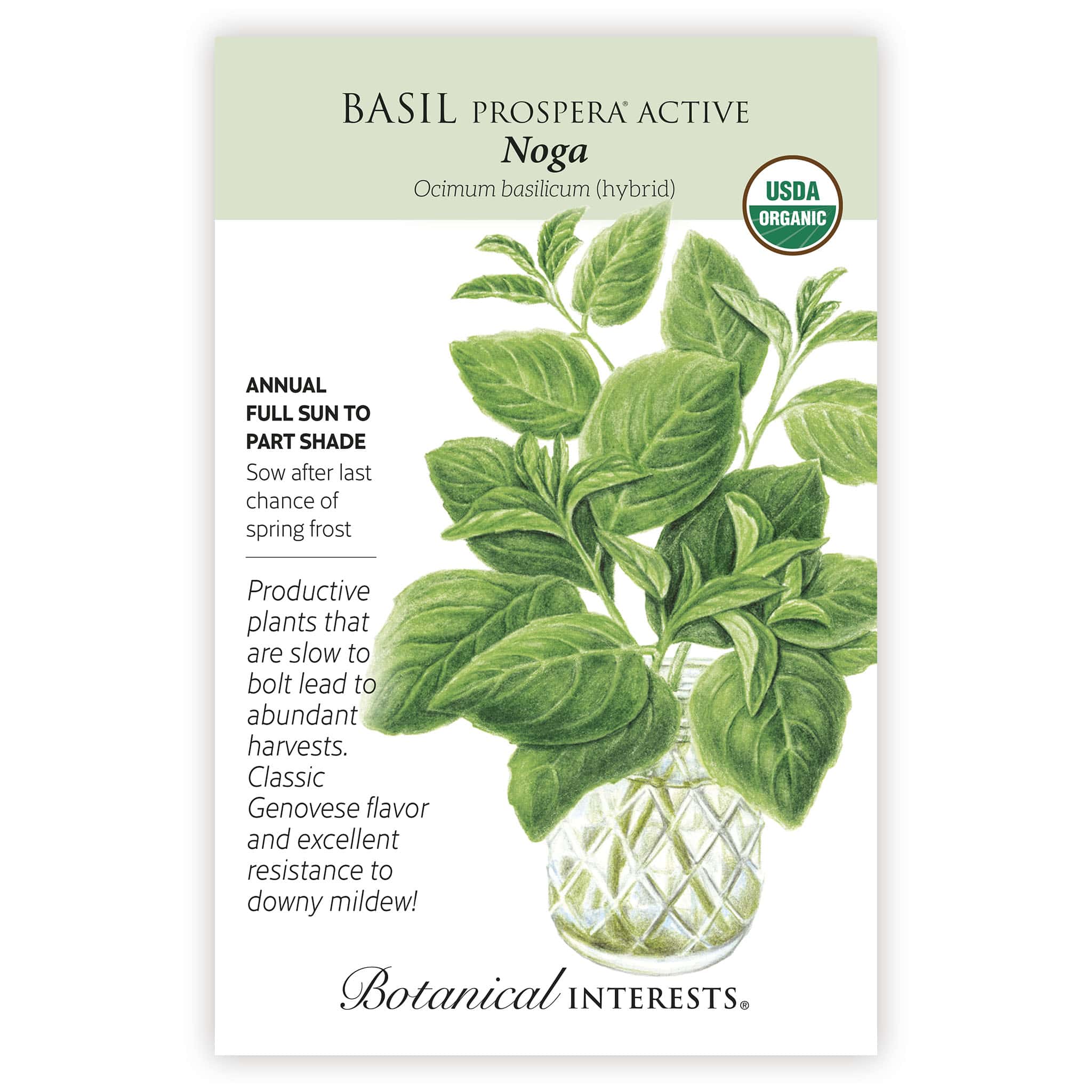 Noga Basil Seeds - Image 3