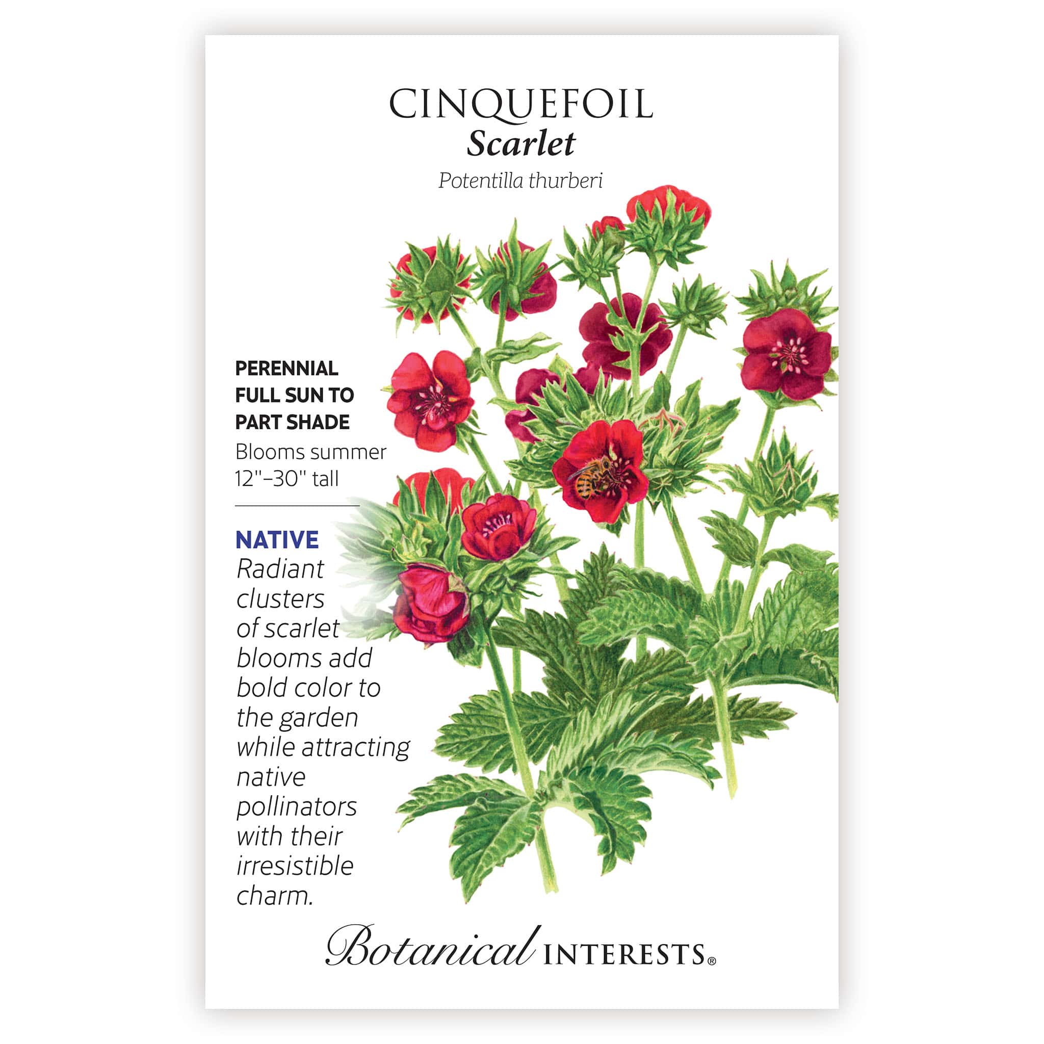 Scarlet Cinquefoil Seeds - Image 3