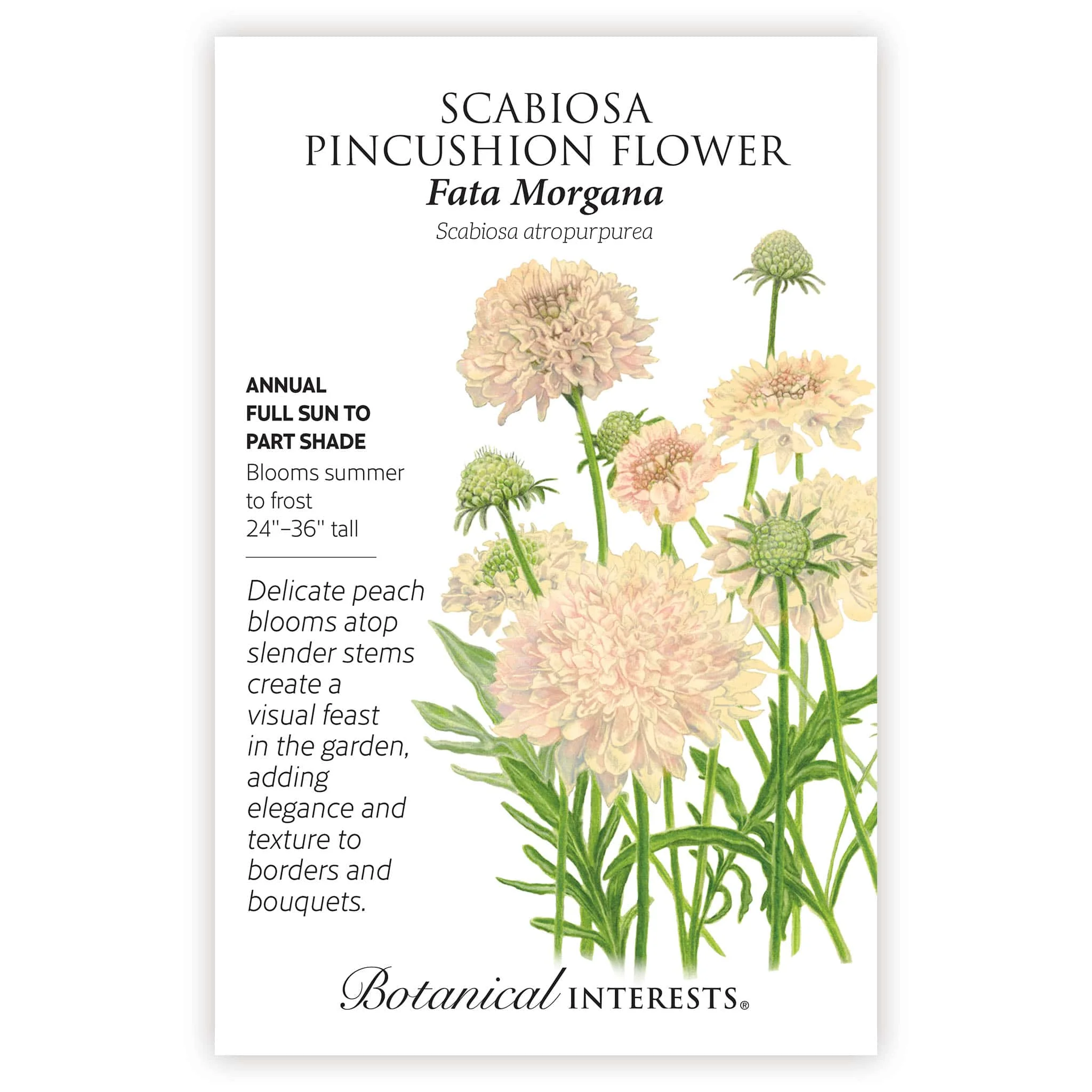 Fata Morgana Scabiosa Seeds - Image 3