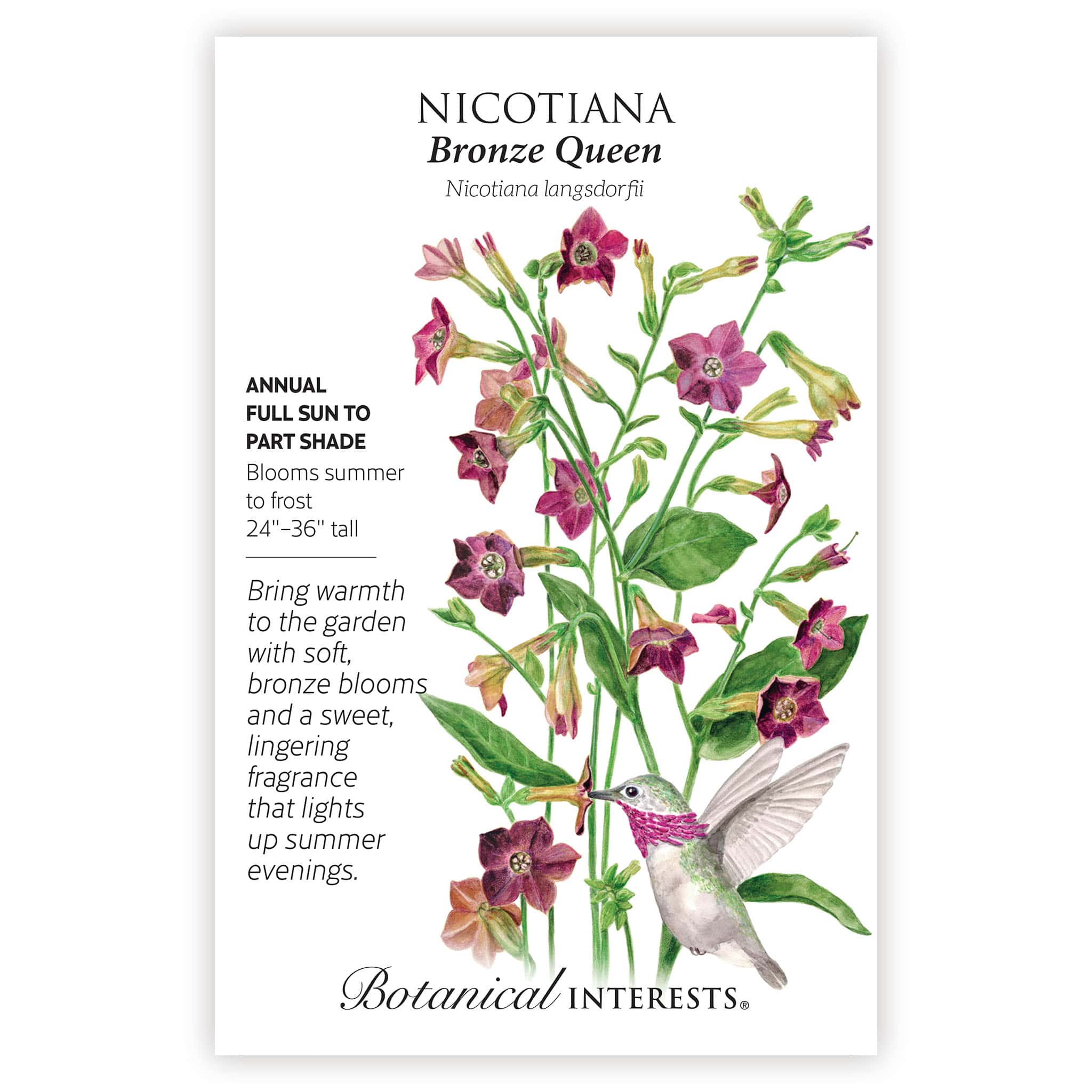 Bronze Queen Nicotiana Seeds - Image 3