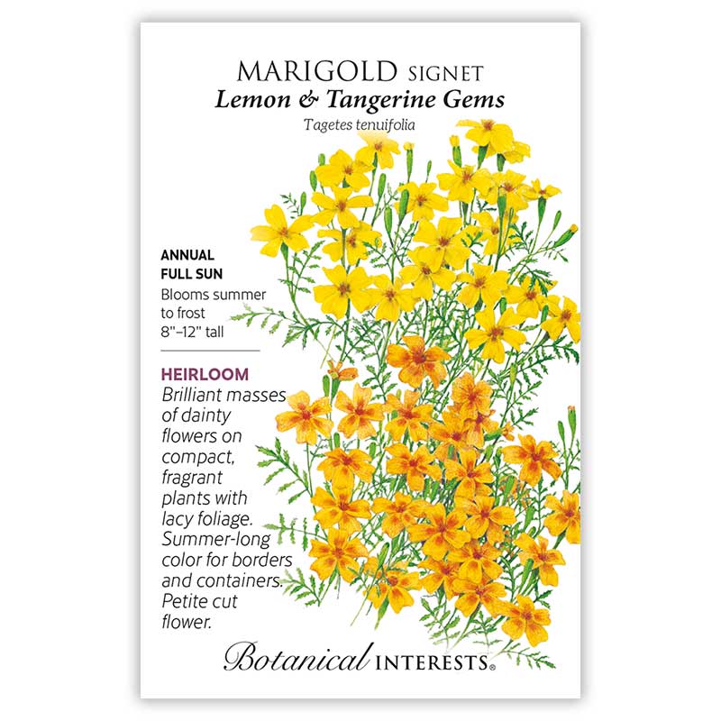 Lemon & Tangerine Gems Signet Marigold Seeds - Image 3