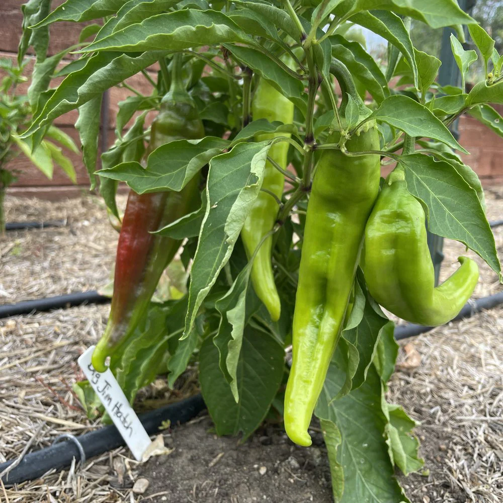 NuMex Heritage Big Jim Hatch Chile Pepper Seeds - Image 4
