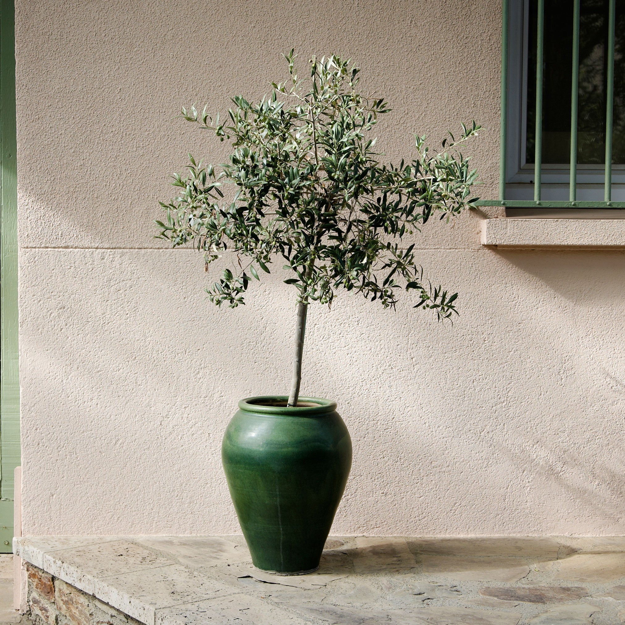Olive Tree - Image 3