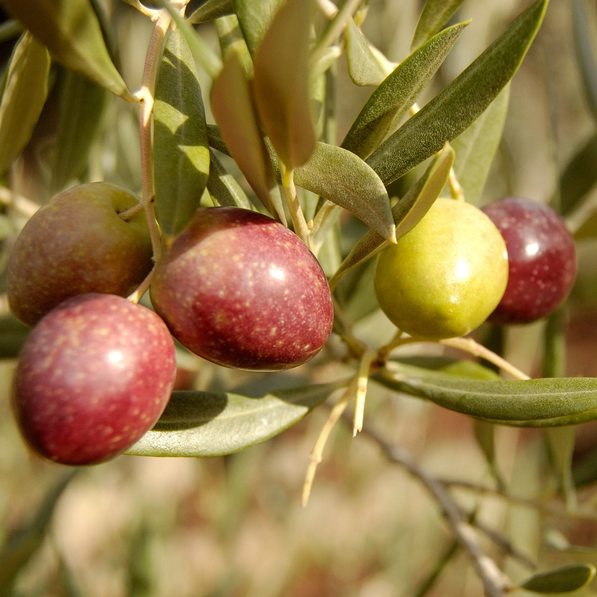 Olive Tree - Image 4