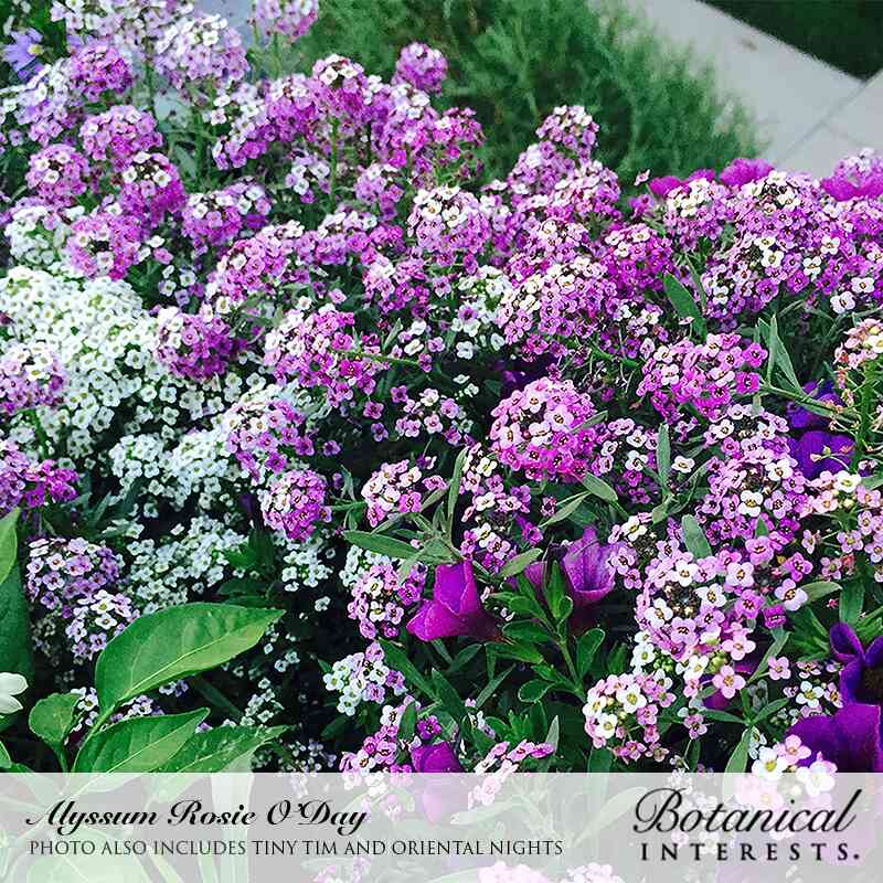 Oriental Nights Sweet Alyssum Seeds - Image 4