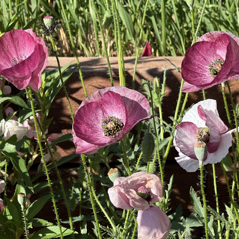 Pandora Poppy Seeds - Image 5