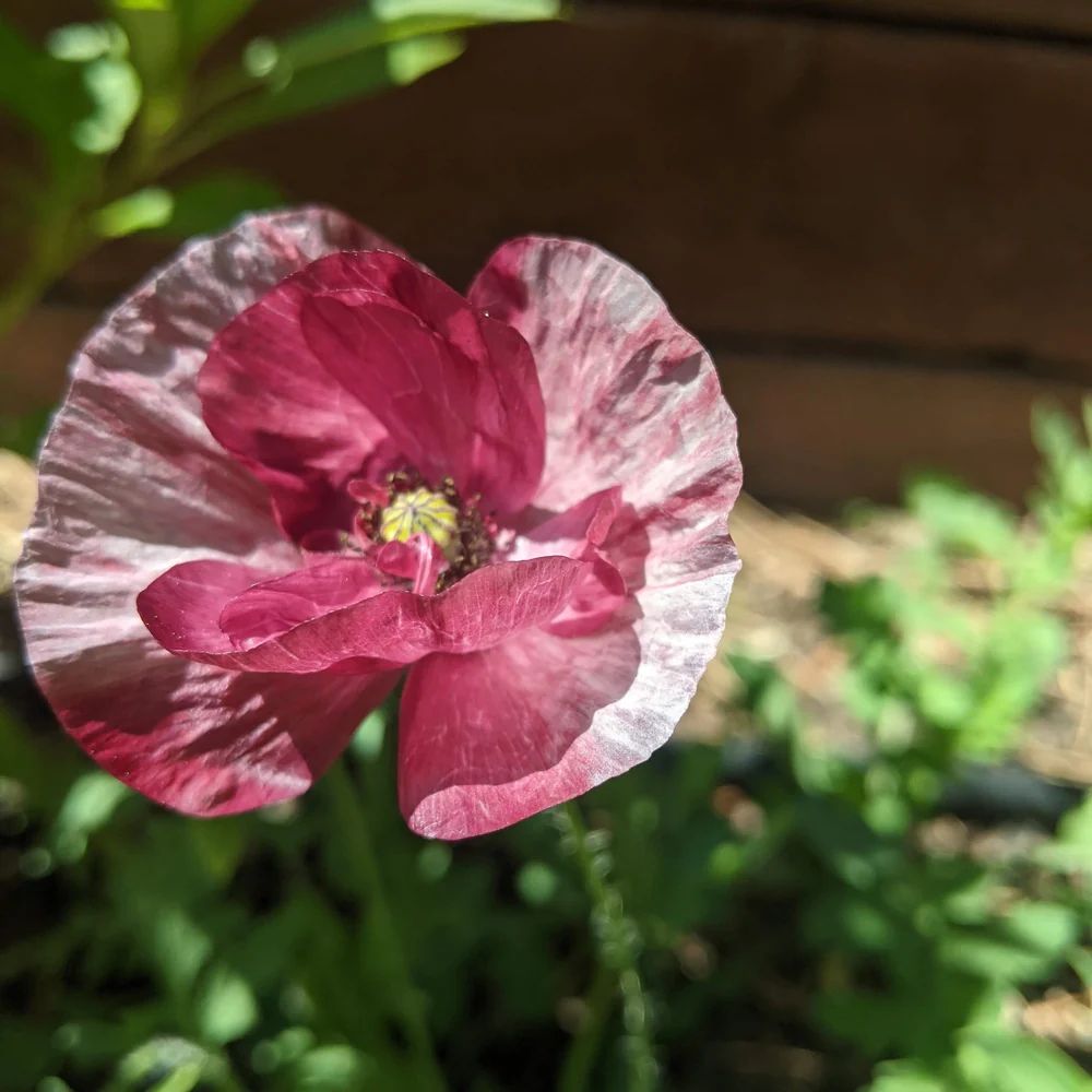 Pandora Poppy Seeds - Image 6