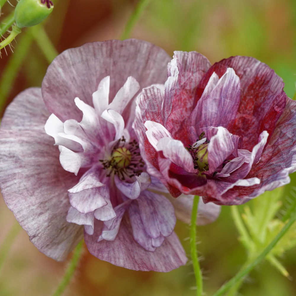 Pandora Poppy Seeds - Image 7