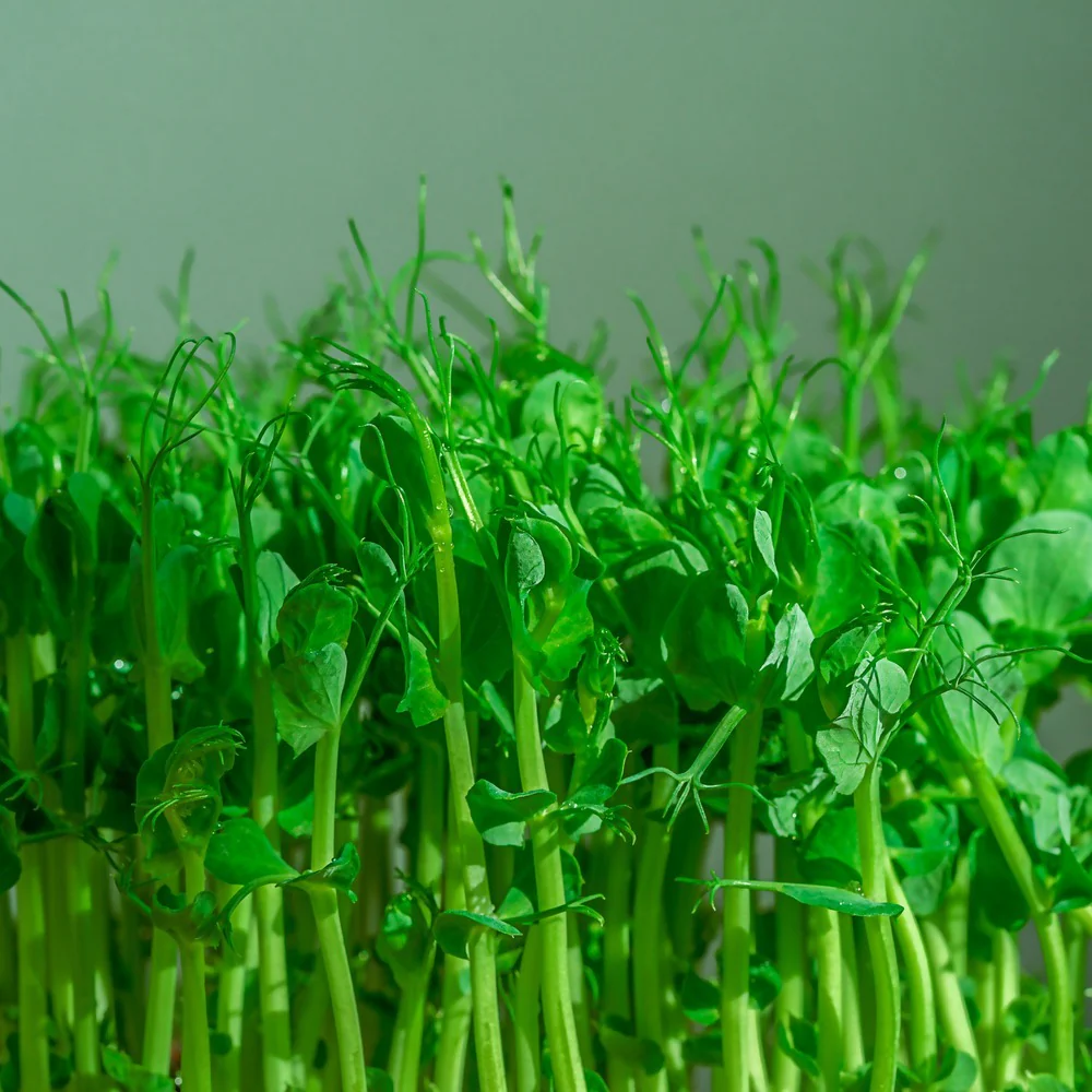 Pea Shoots Baby Greens Seeds - Image 3