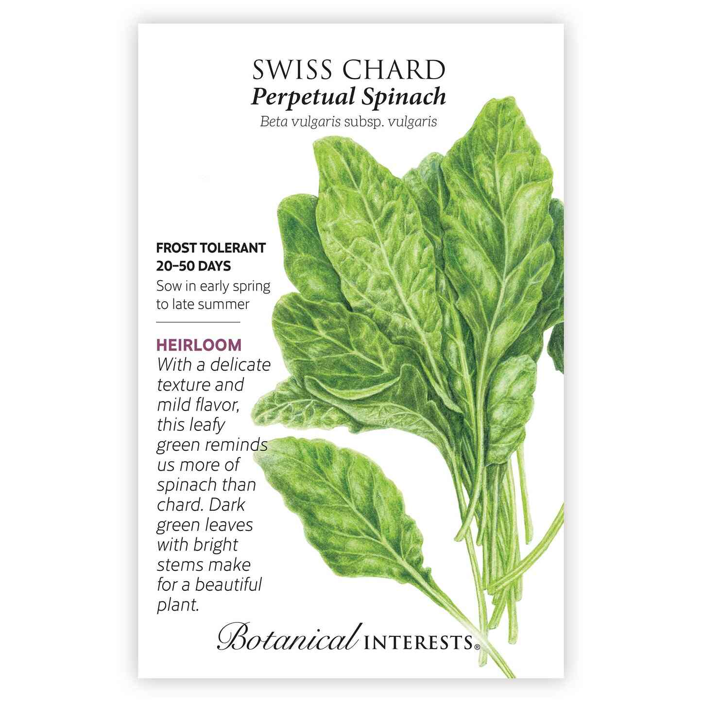 Perpetual Spinach Swiss Chard Seeds - Image 3