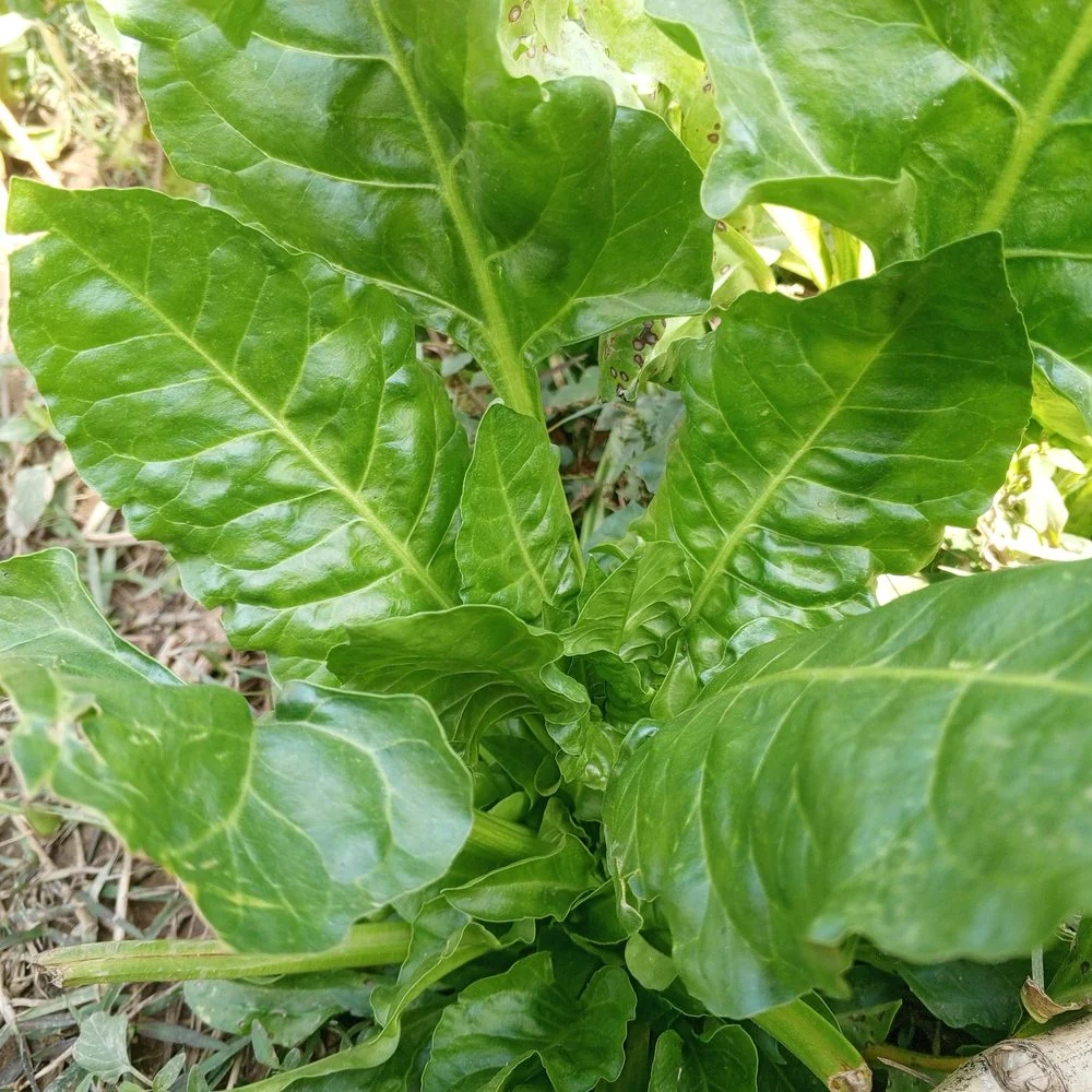 Perpetual Spinach Swiss Chard Seeds - Image 4