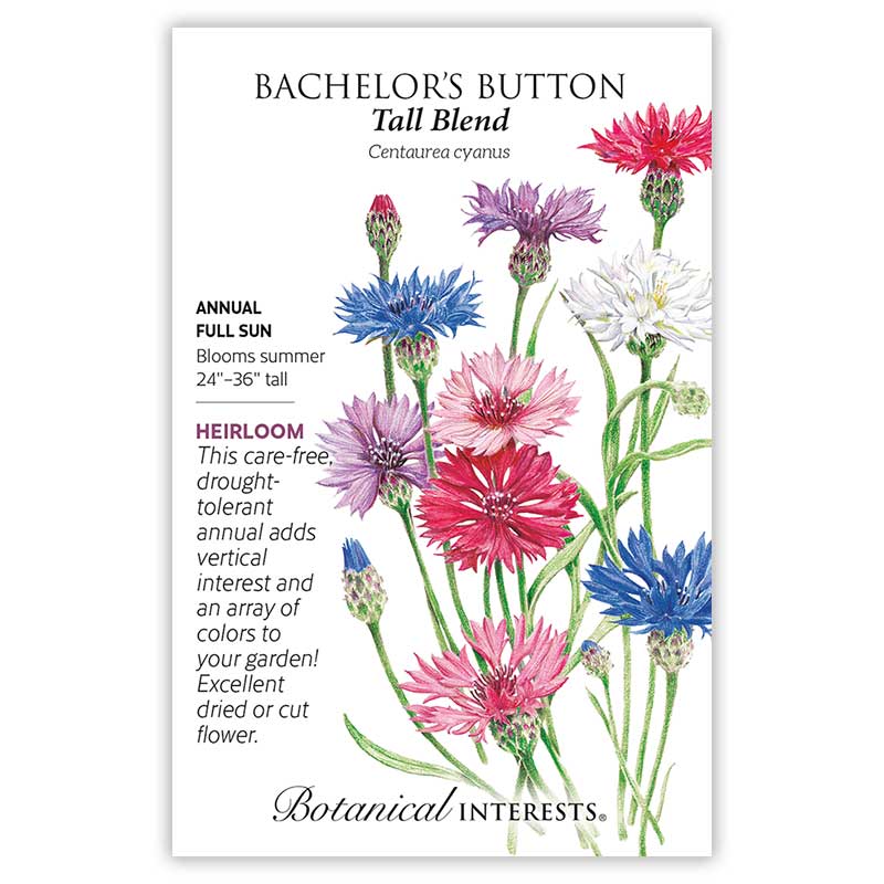 Tall Blend Bachelor's Button Seeds - Image 4