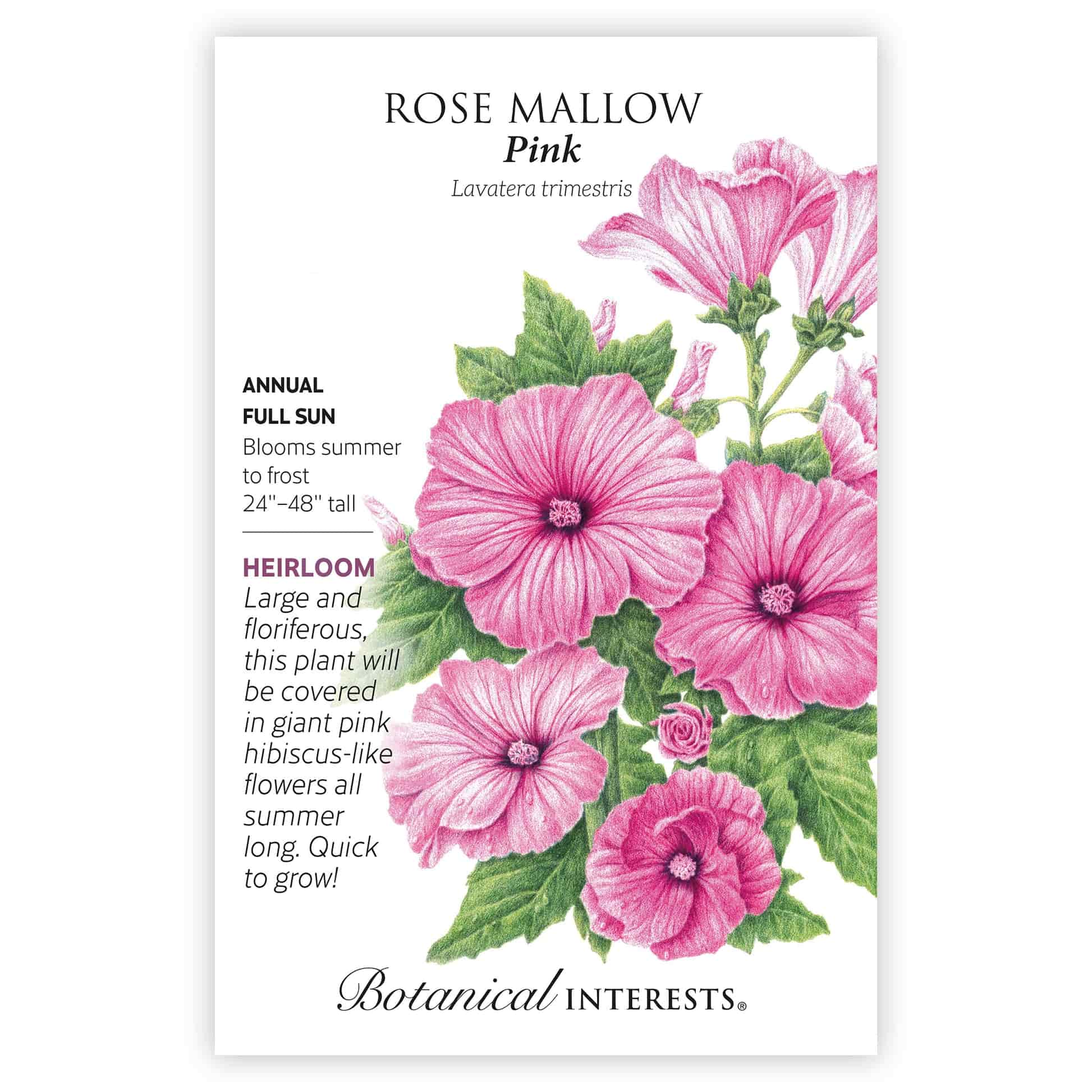 Pink Rose Mallow Seeds - Image 3
