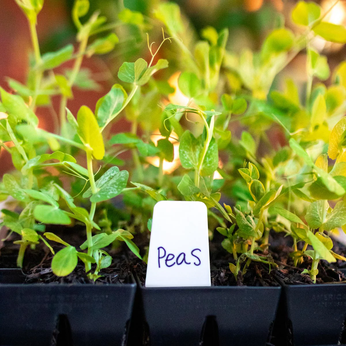 Epic Plant Tags - Image 4