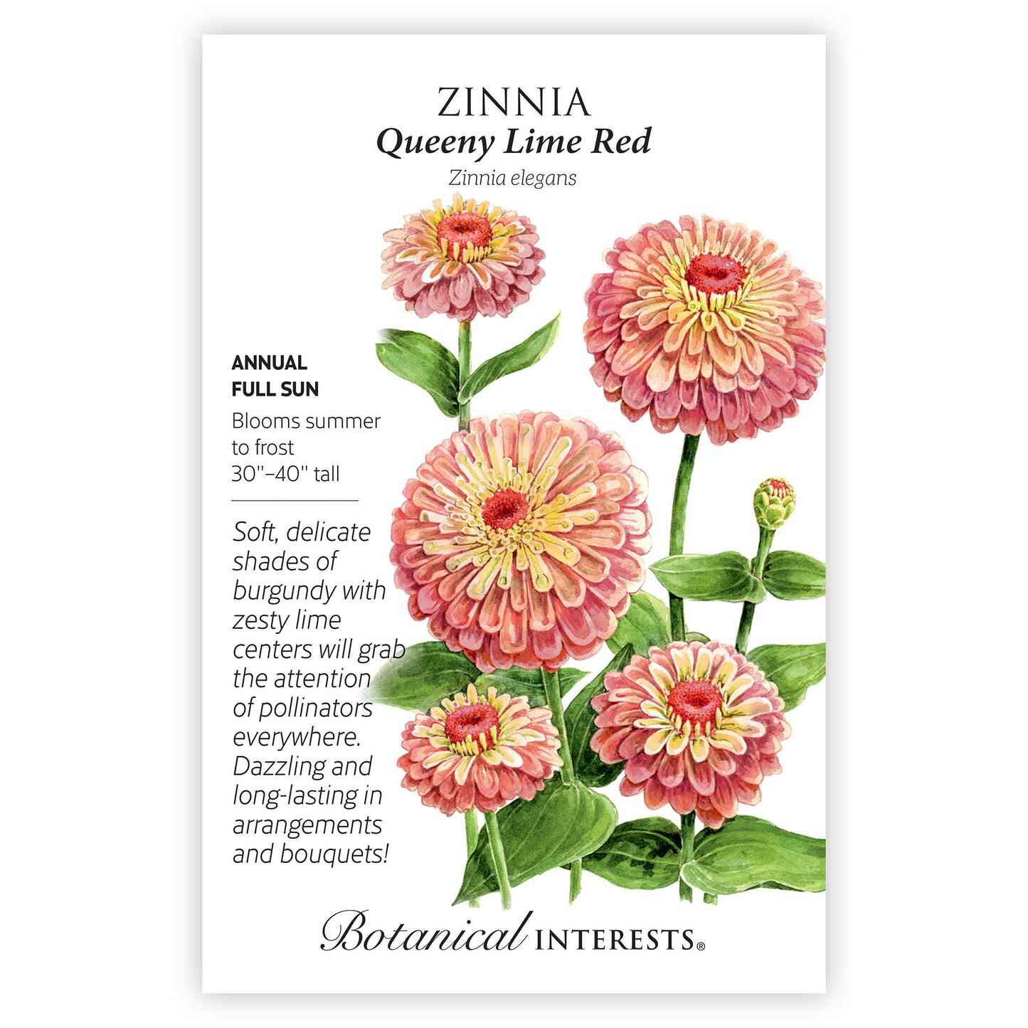 Queeny Lime Red Zinnia Seeds - Image 3