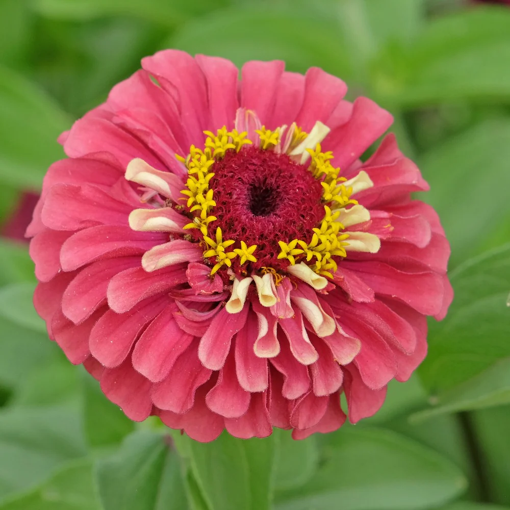Queeny Lime Red Zinnia Seeds - Image 4