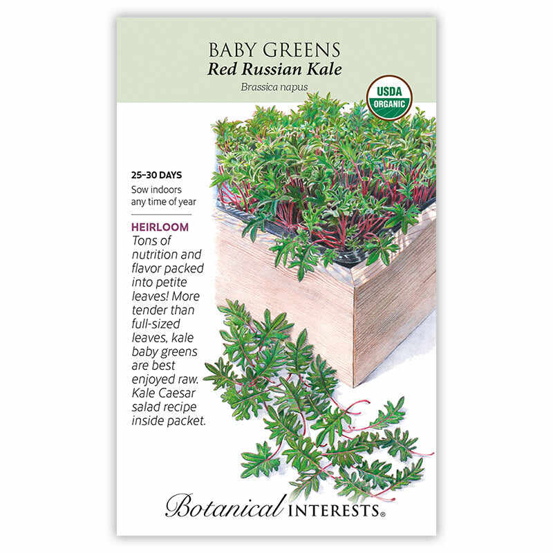 Red Russian Kale Baby Greens Seeds - Image 3