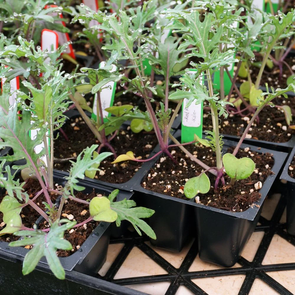 Red Russian Kale Baby Greens Seeds - Image 4