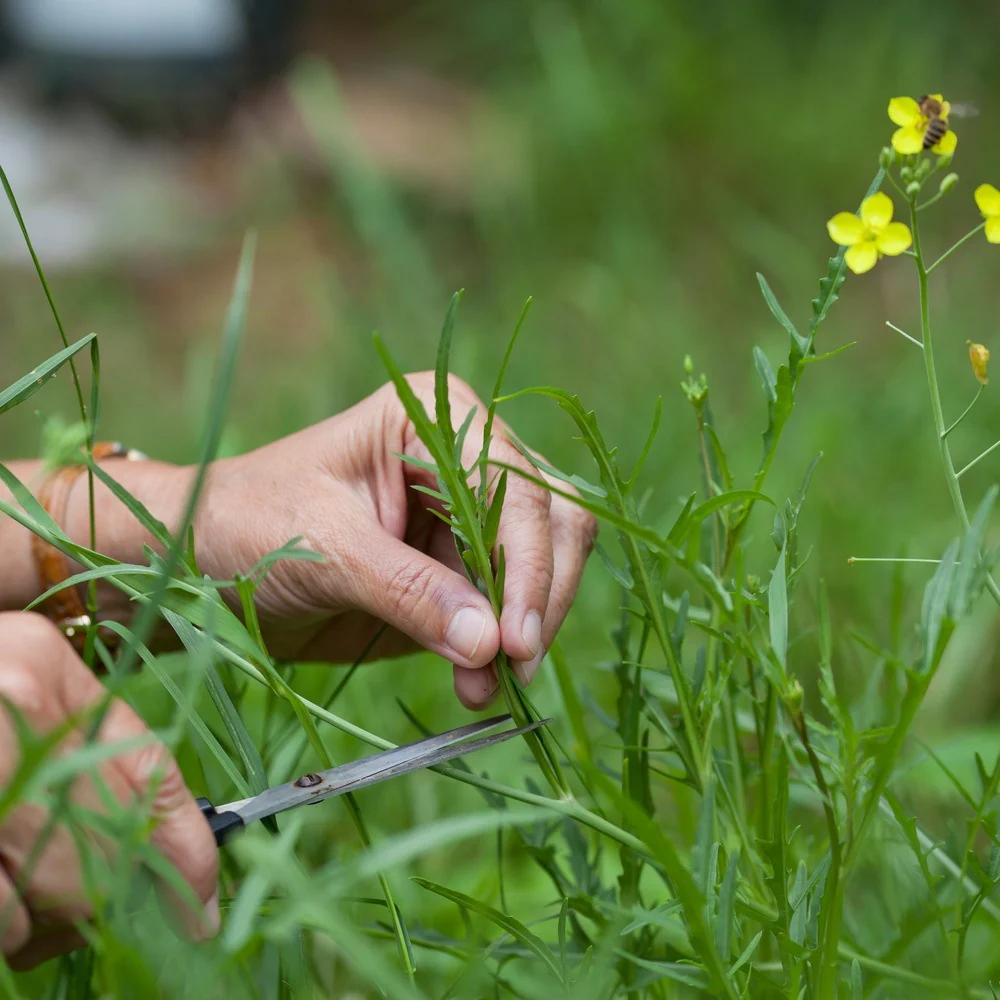 Rocky Arugula/Wild Rocket - Image 4
