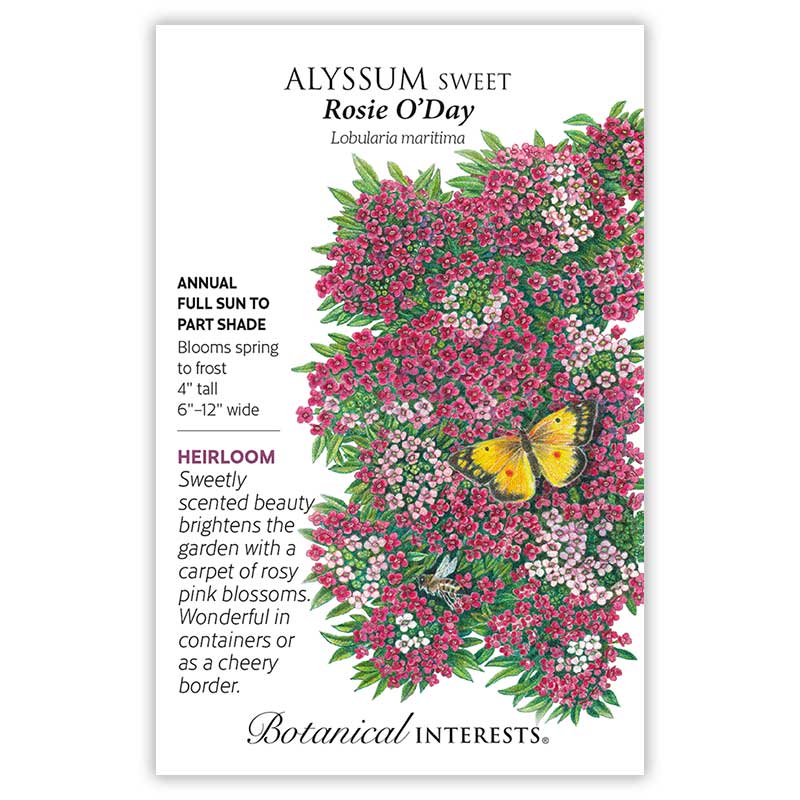 Rosie O'Day Sweet Alyssum Seeds - Image 3
