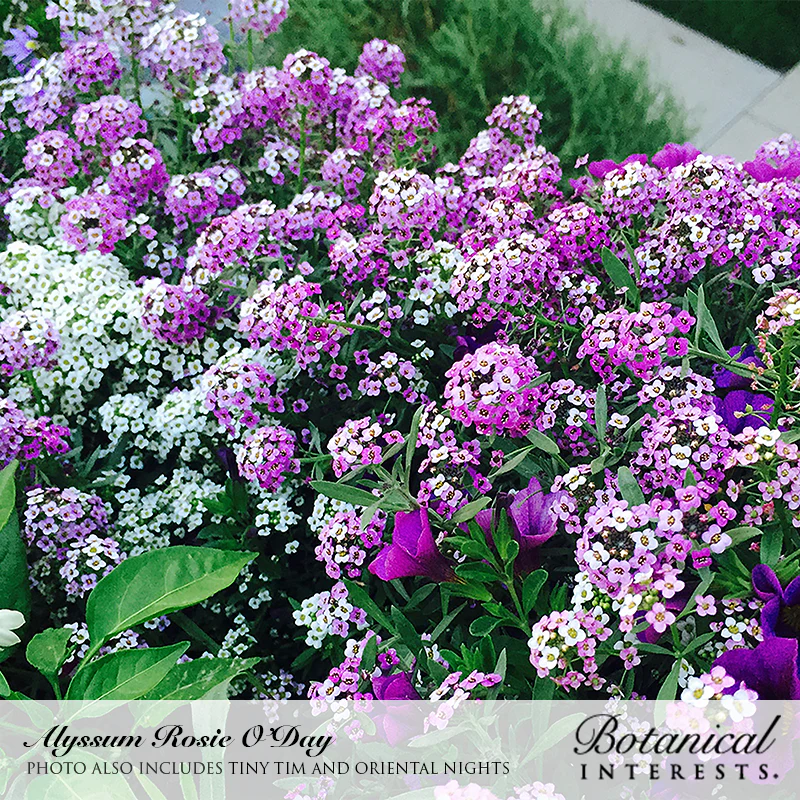 Rosie O'Day Sweet Alyssum Seeds - Image 4