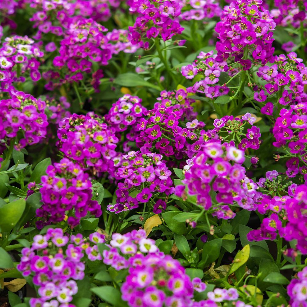 Rosie O'Day Sweet Alyssum Seeds - Image 5