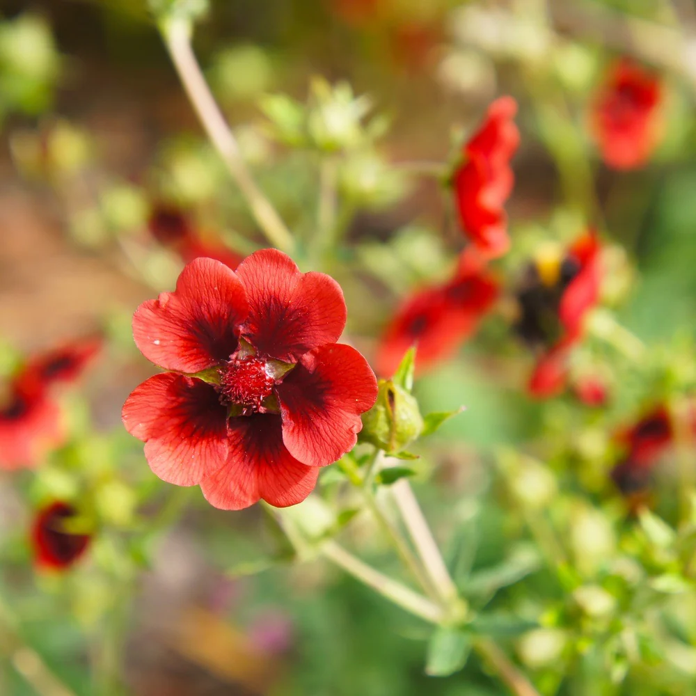 Scarlet Cinquefoil Seeds - Image 5