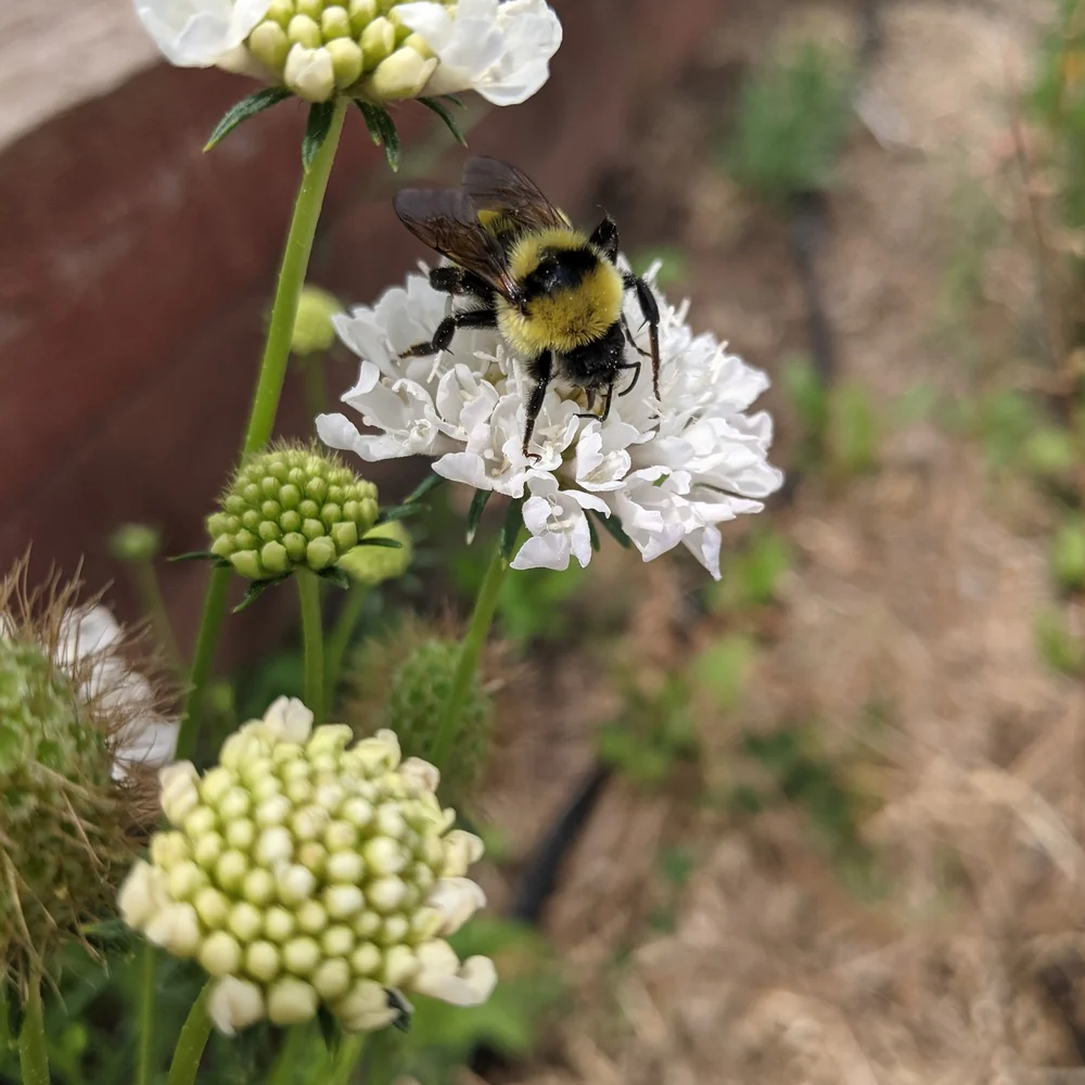 Snowmaiden Scabiosa Seeds - Image 4