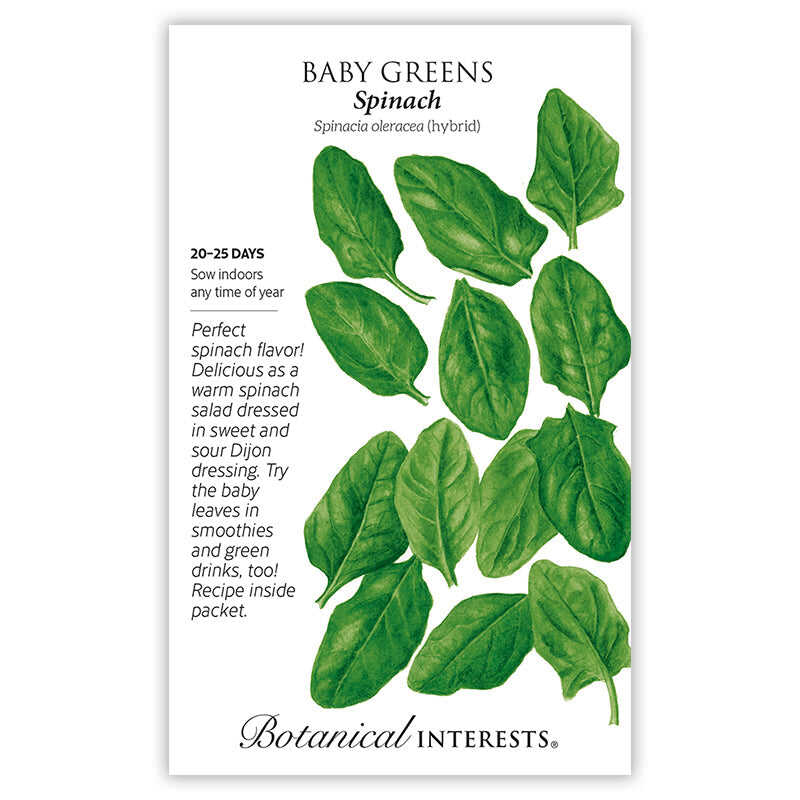 Spinach Baby Greens Seeds - Image 3