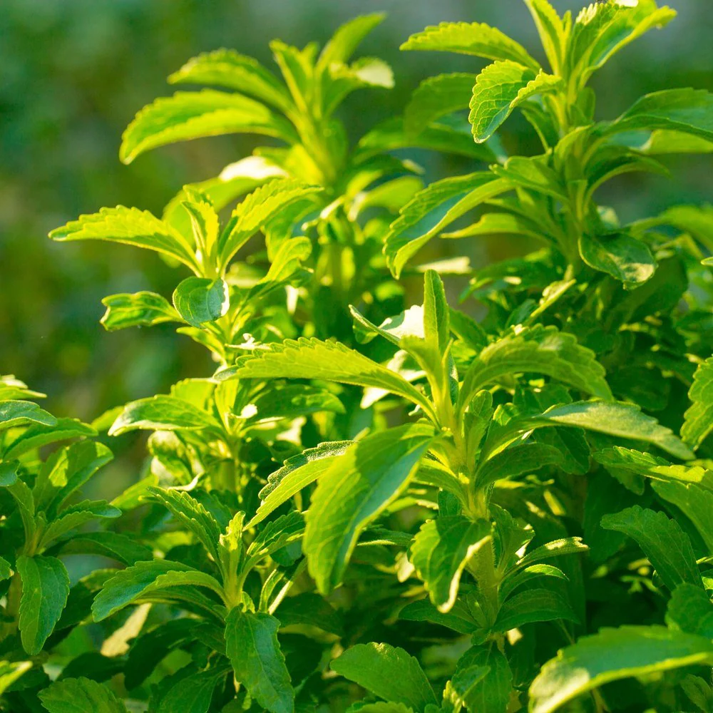 Candy Stevia Seeds - Image 4