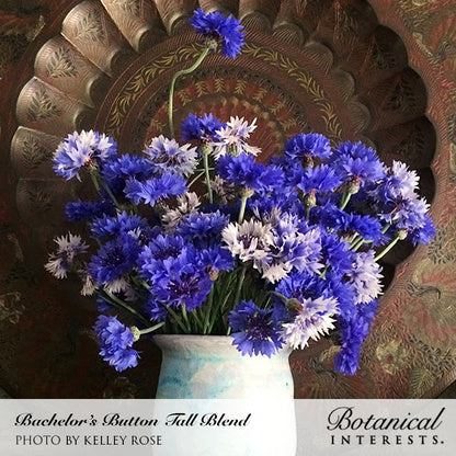 Tall Blend Bachelor's Button Seeds - Image 5