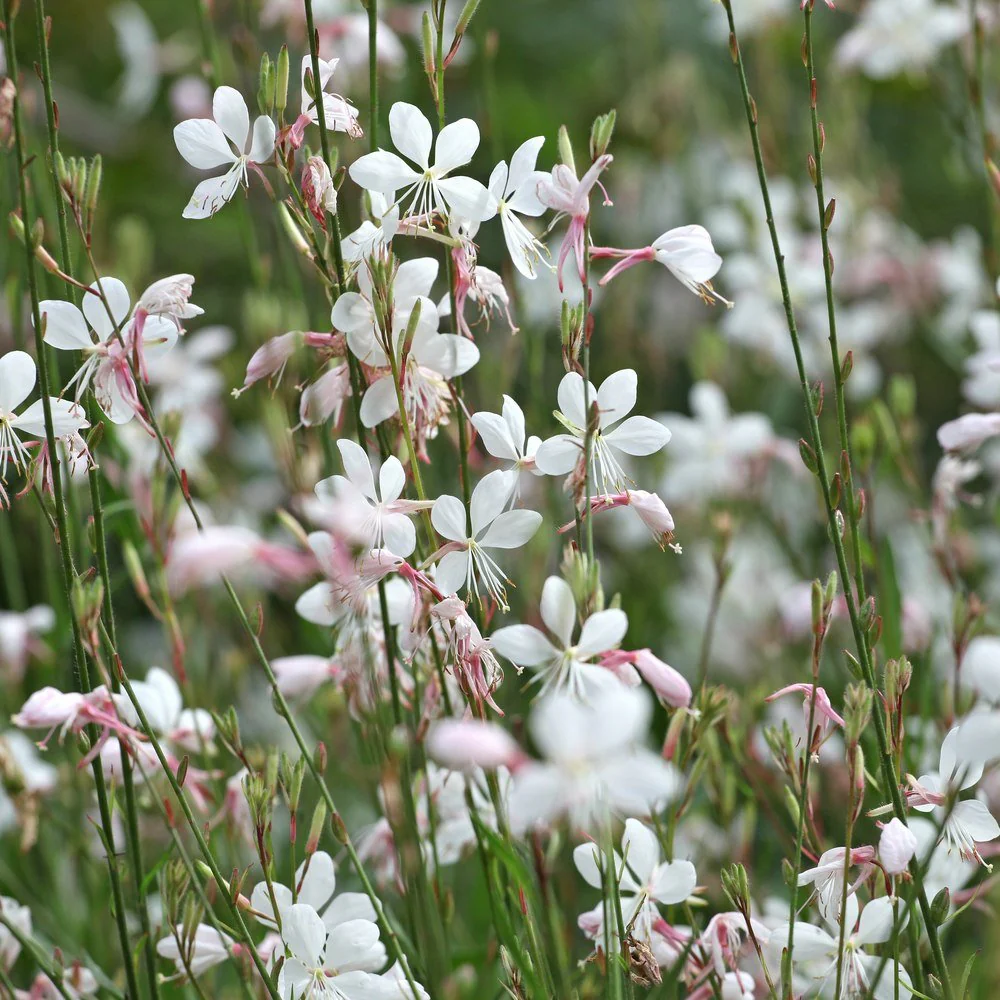 White Gaura Seeds - Image 4