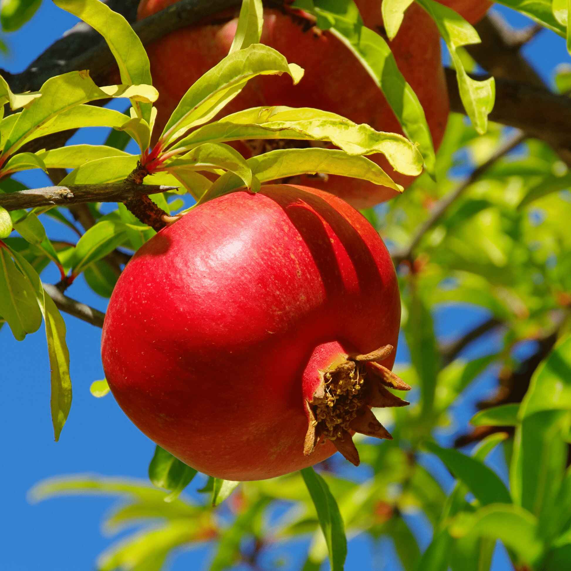 Popular Fruit Trees