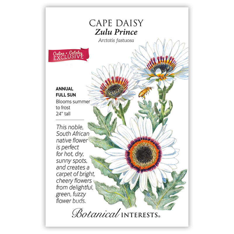 Zulu Prince Cape Daisy Seeds - Image 3