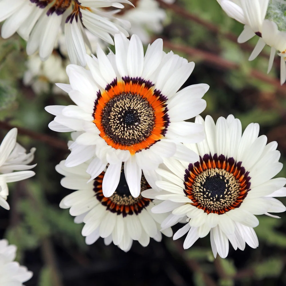 Zulu Prince Cape Daisy Seeds - Image 4